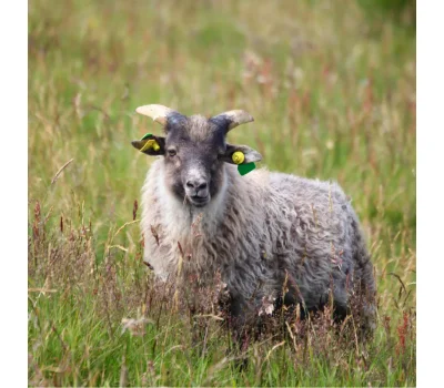 Ram Breeding Soundness Examination guide with SFT Veterinary standards, CASA system, Sperm Motility, Sperm Morphology, and Built-in heating stage for ram fertility assessment